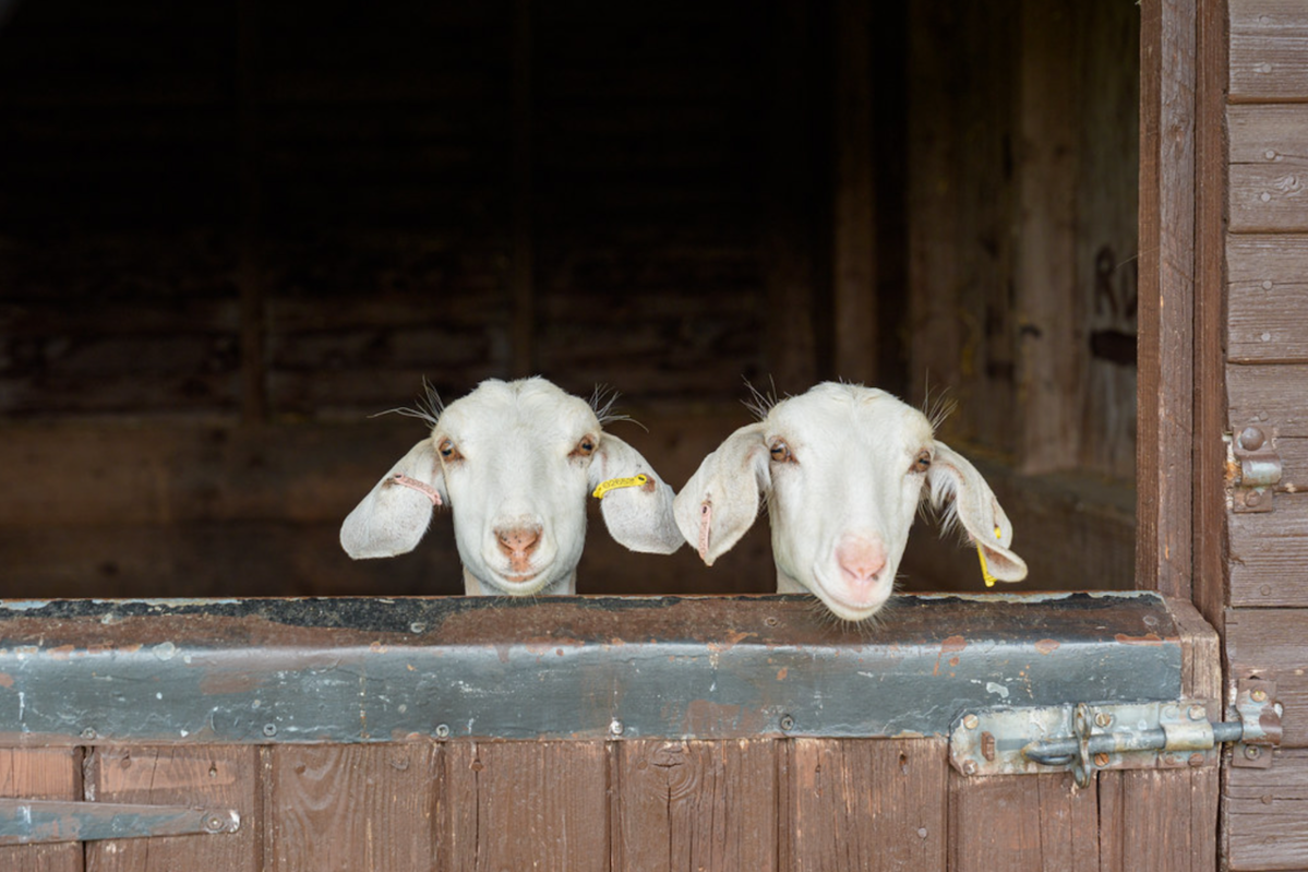 Séjour linguistique St Clare's à Merrist Wood 15–17 ans